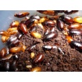 Little Kenyan Feeder Roaches