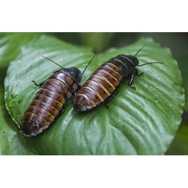 Dubia Roaches or Hissing Roaches Small Roach Housing Kit