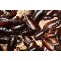 Buy Live Feeder Roaches
