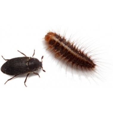 roach cricket bin cleaner crews multi species large