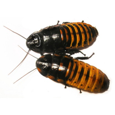 1 pair 2 madagascar hissing cockroach gromphadorhina portentosa breeding