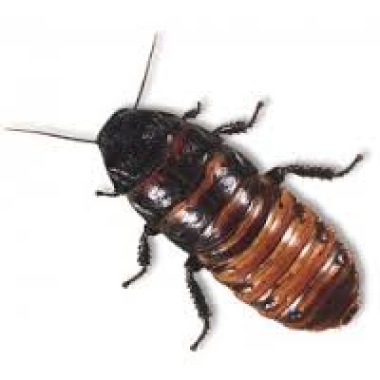 1 madagascar hissing cockroach gromphadorhina portentosa pet school project