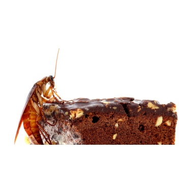 bug brownie insect loading foodgel 12 lb