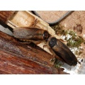 Dubia Roach Starter Breeding Colony 