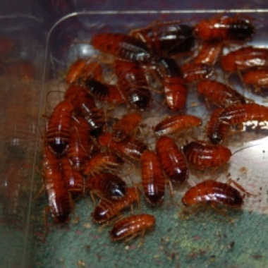 Red Runner bioactive Colony 
