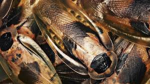 Mixed Size Discoid Roaches (Blaberus Discoidalis) - Florida Legal Pet Feeders - Med & Large