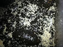 Extra Large Temperate Springtail Starter Colony Culture